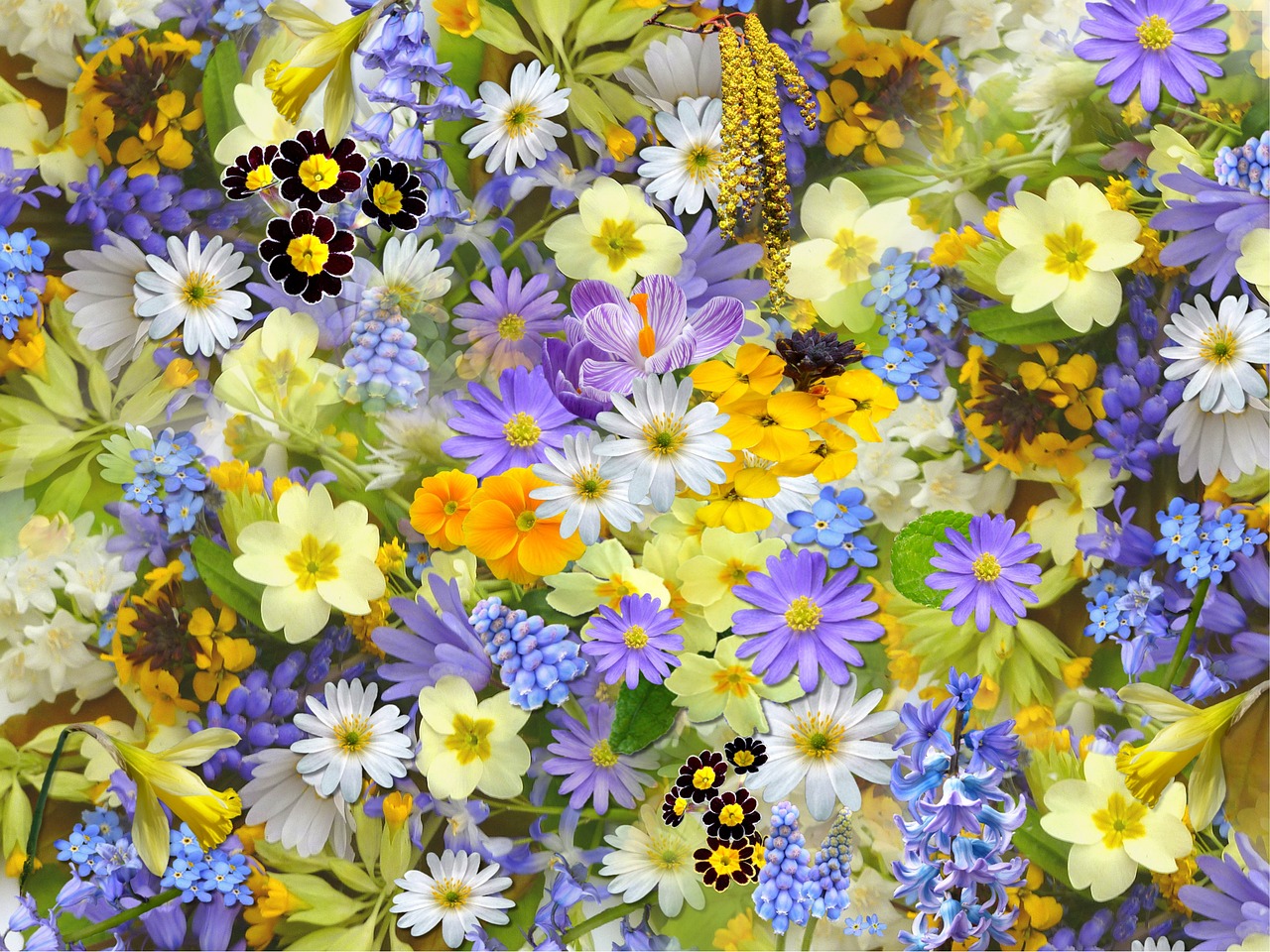 spring flowers, flowers, collage-110671.jpg